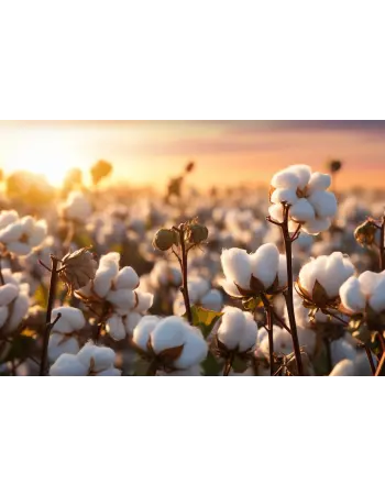 Buğday, Pamuk ve Soya Tarlaları İlaçlama