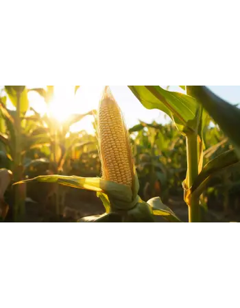 Mısır ve Çeltik Tarlaları İlaçlama