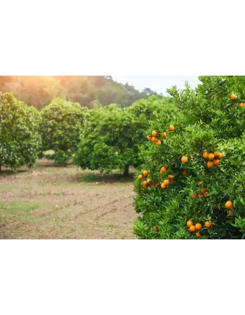 Narenciye ve Meyve Ağaçları İlaçlama